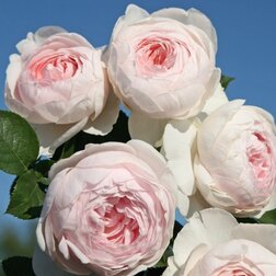 ����  ���� ������ ���������� ��������� ��������, ������ �� 699 ���