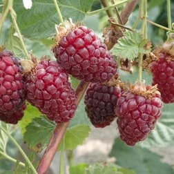 ����  ��������� (�������) �������� �������� (���������), ������ �� 479 ���