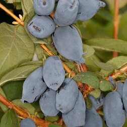 ����  ��������� ��������� ������ ����, ������ �� 519 ���