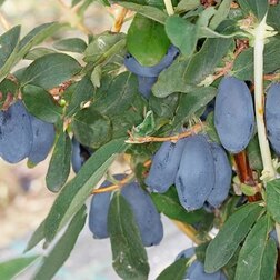 ����  ��������� ��������� ������ ������, ������ �� 519 ���