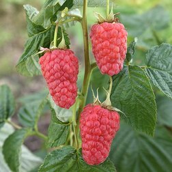 ����  ������ ����� ������, ������ �� 239 ���