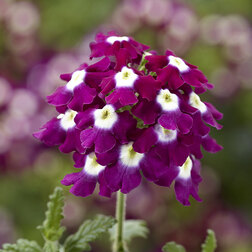 ����  ������� ��������� ������ ������ �������� ��� �� (��-100��) ���������������� ������, ������ �� 3168 ���