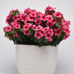 ����  ���������� ���� ��������� (��-250��) ���������������� ������, ������ �� 3120 ���