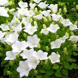 ����  ����������� ���������� ����� ���� (��-250�����) ���������������� ������, ������ �� 1152 ���