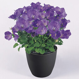 ����  ����������� ���������� ����� ��� ��� (��-250�����) ���������������� ������, ������ �� 1152 ���