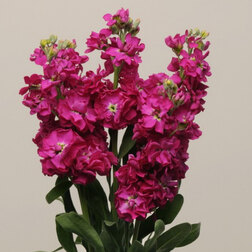 ����  �������� ��� ������� (1��-250��) ���������������� ������, ������ �� 704 ���