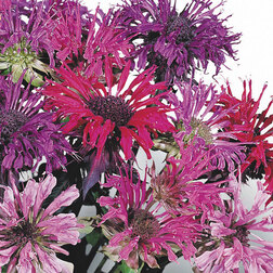 ����  ������� ��������� �������� ���� (1��-250��) ���������������� ������, ������ �� 1040 ���