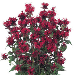 ����  ������� ��������� �������� ��� (��-250��) ���������������� ������, ������ �� 1040 ���