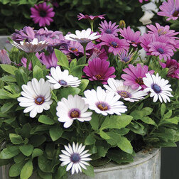 ����  ������������ ������ ���� (1��-100��) ���������������� ������, ������ �� 4048 ���