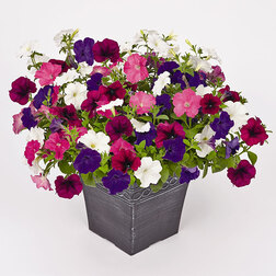 ����  ������� ��������� ������� �������� ���� (��-100�����) ���������������� ������, ������ �� 3088 ���