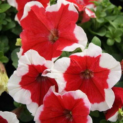 ����  ������� ����������� ����� ��� �� ��� ������ (1��-100�����) ���������������� ������, ������ �� 352 ���