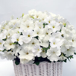 ����  ������� ����������� �������� ���� (��-250�����) ���������������� ������, ������ �� 2480 ���