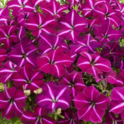 ����  ������� ����������� �������� ����� ��� ���� (��-100�����) ���������������� ������, ������ �� 976 ���