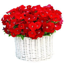 ����  ������� ����������� �������� ��� (��-250�����) ���������������� ������, ������ �� 2480 ���