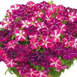 ����  ������� ����������� �������� ���� ���� (��-100�����) ���������������� ������, ������ �� 976 ���