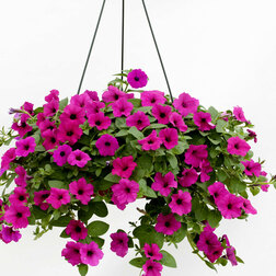 ����  ������� �������������� ������ ����� (��-100�����) ���������������� ������, ������ �� 1328 ���