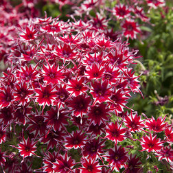 ����  ����� �������� ��� (1��-100��) ���������������� ������, ������ �� 1040 ���