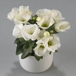 ����  ������� ������ ������ (1��-100�����) ���������������� ������, ������ �� 960 ���