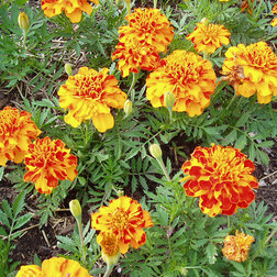 ����  �������� ����������� ������� ������ (1��-1000��) ���������������� ������, ������ �� 1920 ���