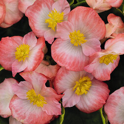 ����  ������� ������������� ������������� ������ ���� ���� (��-1000�����) ���������������� ������, ������ �� 1760 ���