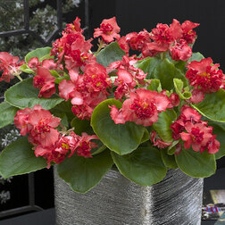 ����  ������� ������������� �������� ����� ��� (��-1000�����) ���������������� ������, ������ �� 8800 ���