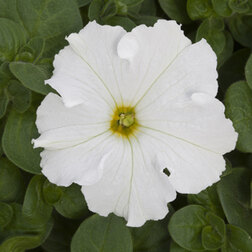 ����  ������� ����������� ����� ���� (��-1000�����) ���������������� ������, ������ �� 3344 ���