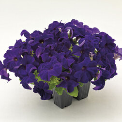 ����  ������� ����������� ������� 360� ��� (��-1000�����) ���������������� ������, ������ �� 2000 ���