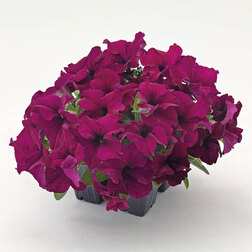 ����  ������� ����������� ������� 360� �������� (��-1000�����) ���������������� ������, ������ �� 2000 ���