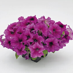 ����  ������� ����������� ������� 360� �������� ���� (��-1000�����) ���������������� ������, ������ �� 2000 ���