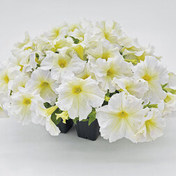 ����  ������� ����������� ������� 360� ���� ����� (��-1000�����) ���������������� ������, ������ �� 2000 ���