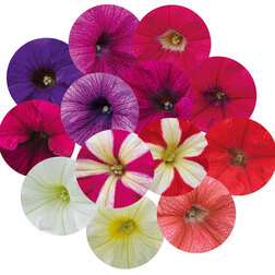 ����  ������� ����������� ������� 360� ���� (��-1000�����) ���������������� ������, ������ �� 2000 ���