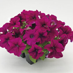 ����  ������� ����������� ������� 360� ����� (��-1000�����) ���������������� ������, ������ �� 2000 ���