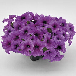 ����  ������� ����������� ������� 360� ����� ���� (��-1000�����) ���������������� ������, ������ �� 2000 ���