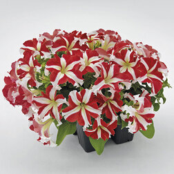 ����  ������� ����������� ������� 360� ��� ���� (��-1000�����) ���������������� ������, ������ �� 2000 ���