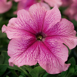 ����  ������� ����������� �������� ���� ������ (1��-1000�����) ���������������� ������, ������ �� 2080 ���