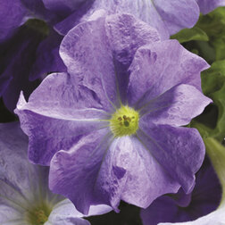 ����  ������� ����������� �������� ���� ��� (1��-1000�����) ���������������� ������, ������ �� 2080 ���