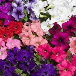 ����  ������� ����������� �������� ���� (1��-1000�����) ���������������� ������, ������ �� 2080 ���