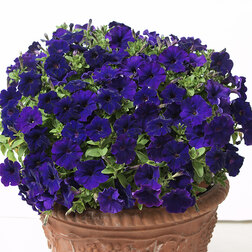 ����  ������� ��������� ���� �������� ��� (��-1000�����)���������������� ������, ������ �� 7920 ���