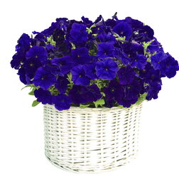 ����  ������� ����������� �������� ��� (��-1000�����)���������������� ������, ������ �� 7920 ���