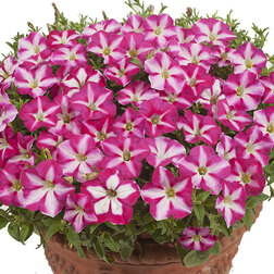 ����  ������� ����������� �������� ���� ��� ���� (��-1000�����), ������ �� 7920 ���