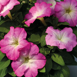 ����  ������� ����������� ����� ��� �� ���� ���� (1��-1000�����) ���������������� ������, ������ �� 3200 ���