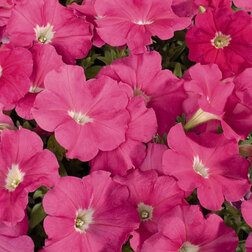 ����  ������� ����������� ��������� ���� (1��-1000�����) ���������������� ������, ������ �� 1232 ���