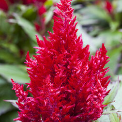 ����  ������� �������� ����� ������ �������� (��-1000��) ���������������� ������, ������ �� 2720 ���