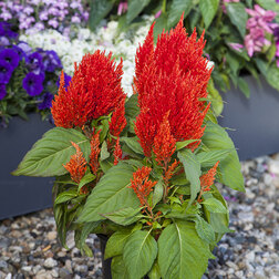 ����  ������� �������� ����� ������ ������� (��-1000��) ���������������� ������, ������ �� 2720 ���