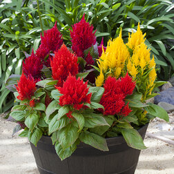 ����  ������� �������� ����� ������ ������� ���� (��-1000��) ���������������� ������, ������ �� 2720 ���