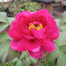 ����  ���� ����������� ��������� ������� � ������, ������ �� 731 ���