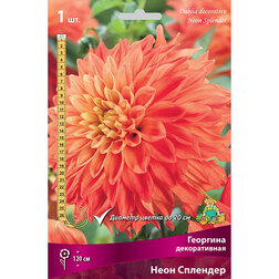 ����  �������� ������������ ���� �������� (1 ��.), ������ �� 484 ���