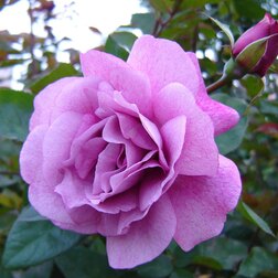 ����  ���� �����-��������� ���� ���, ������ �� 499 ���