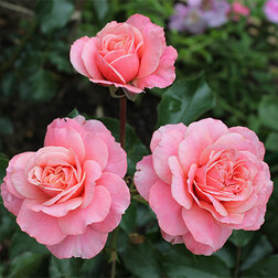 ����  ���� ���������� ����������, ������ �� 499 ���