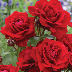 ����  ���� ���������� ���������, ������ �� 499 ���